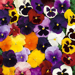 Pansy
