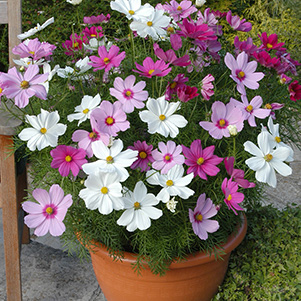 Cosmos